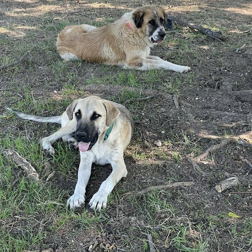 HANNAH - Great Pyrenees / Anatolian Shepherd available for adoption