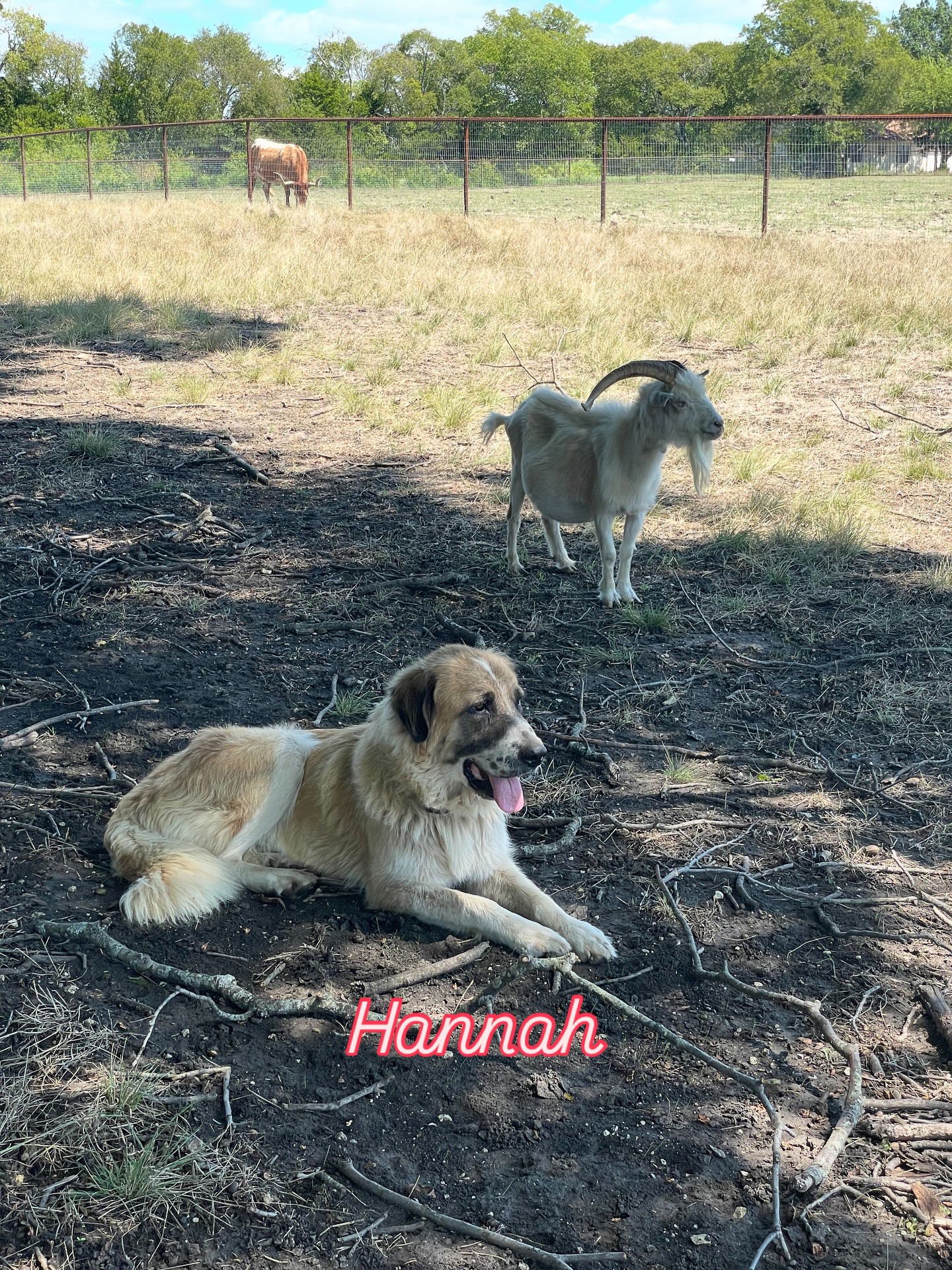 Hannah - Photo 3