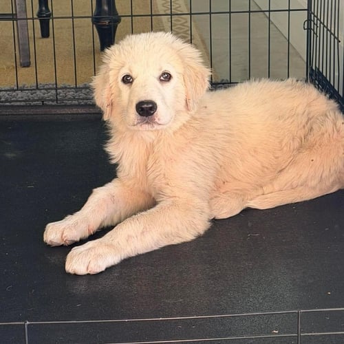 CLOVER - Great Pyrenees / Akbash available for adoption