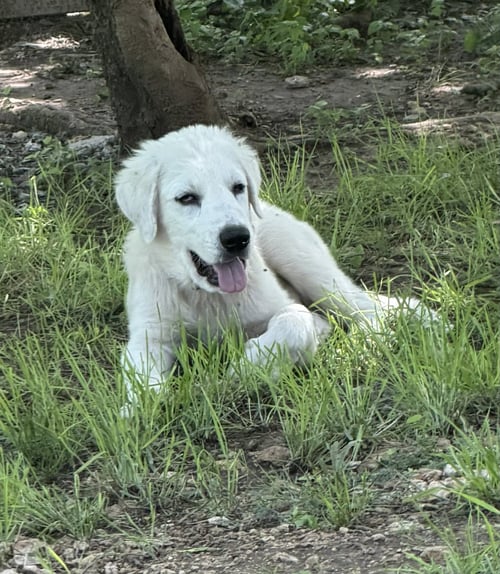 CLOVER - Great Pyrenees / Akbash available for adoption
