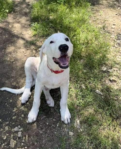 LUCKY - Great Pyrenees / Akbash available for adoption