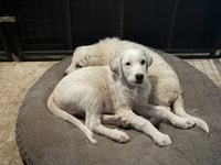 Lucky - Photo 3