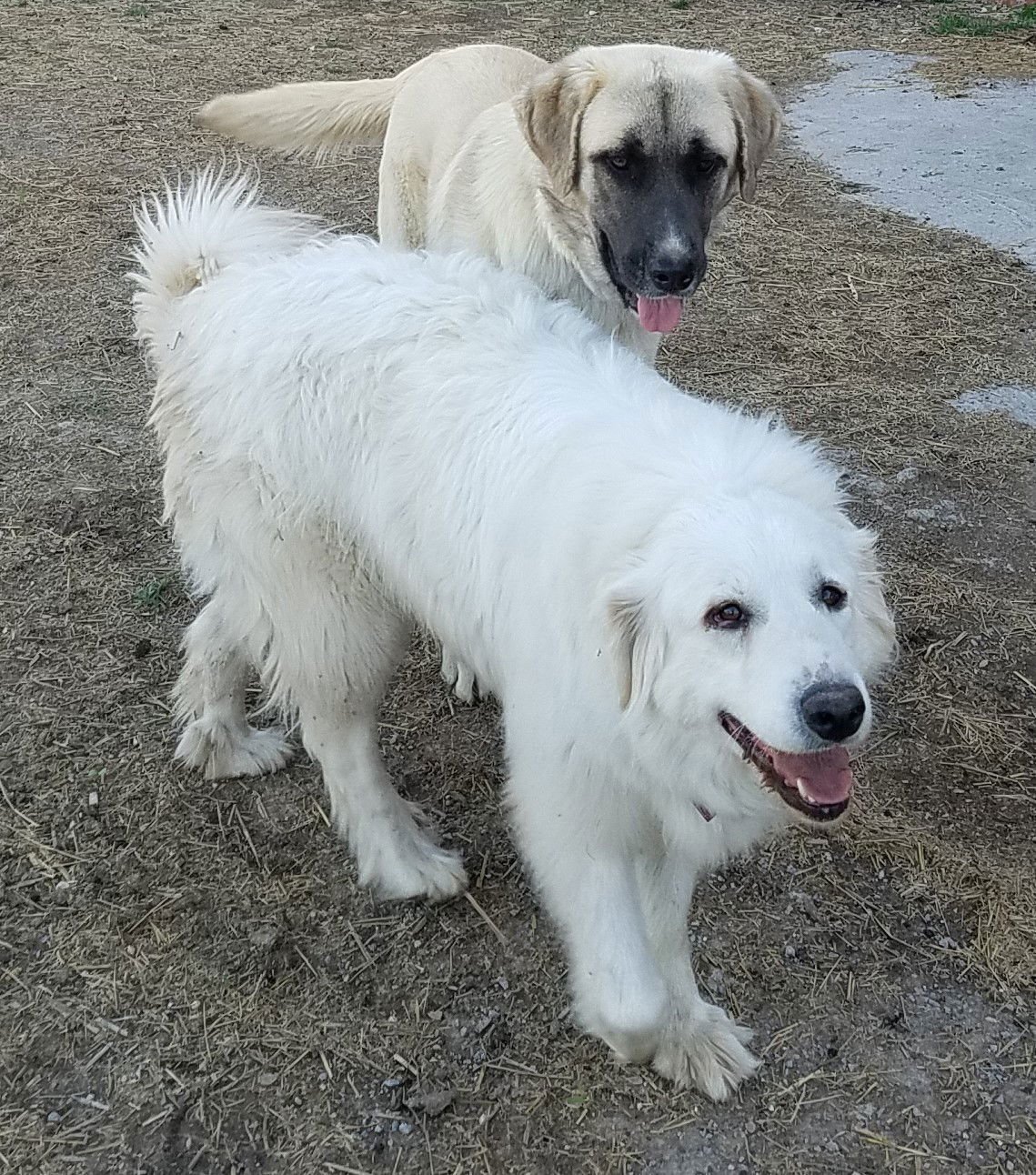 CANDY CANE - Great Pyrenees available for adoption