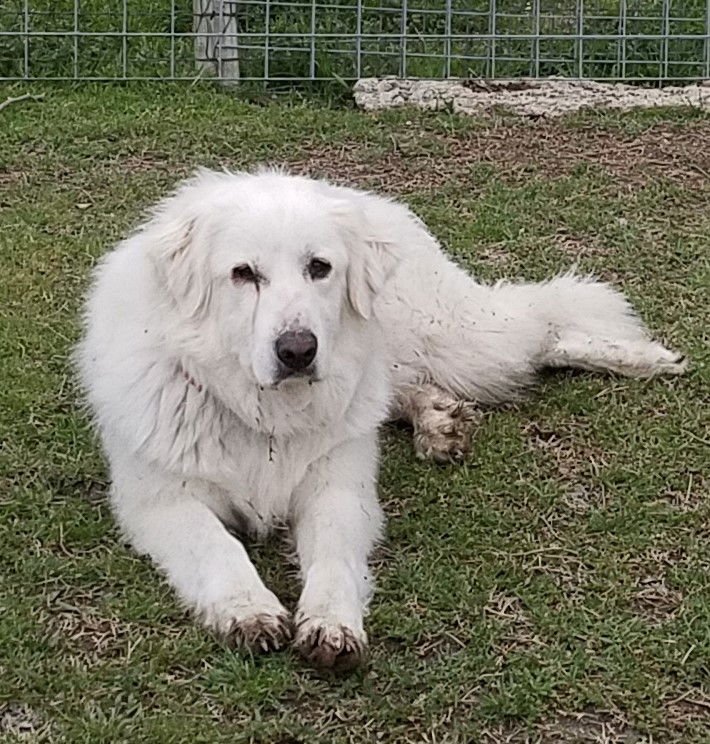 Candy Cane - Photo 3