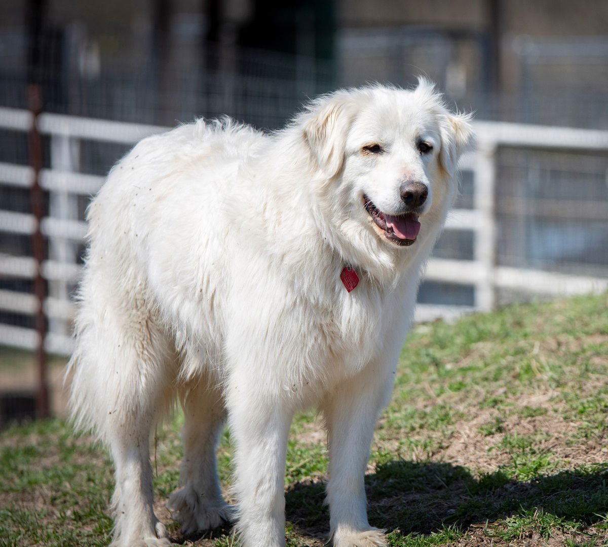 Candy Cane - Photo 4