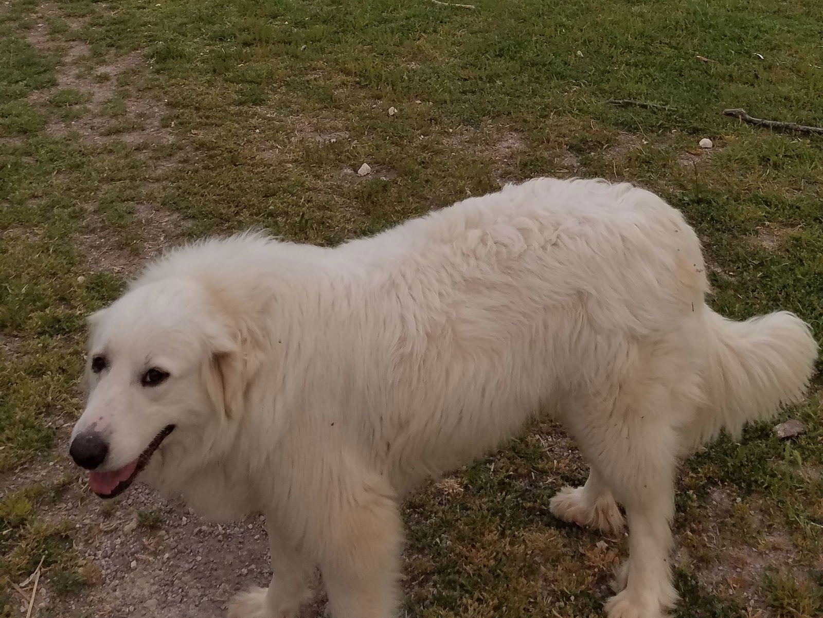 Candy Cane - Photo 5