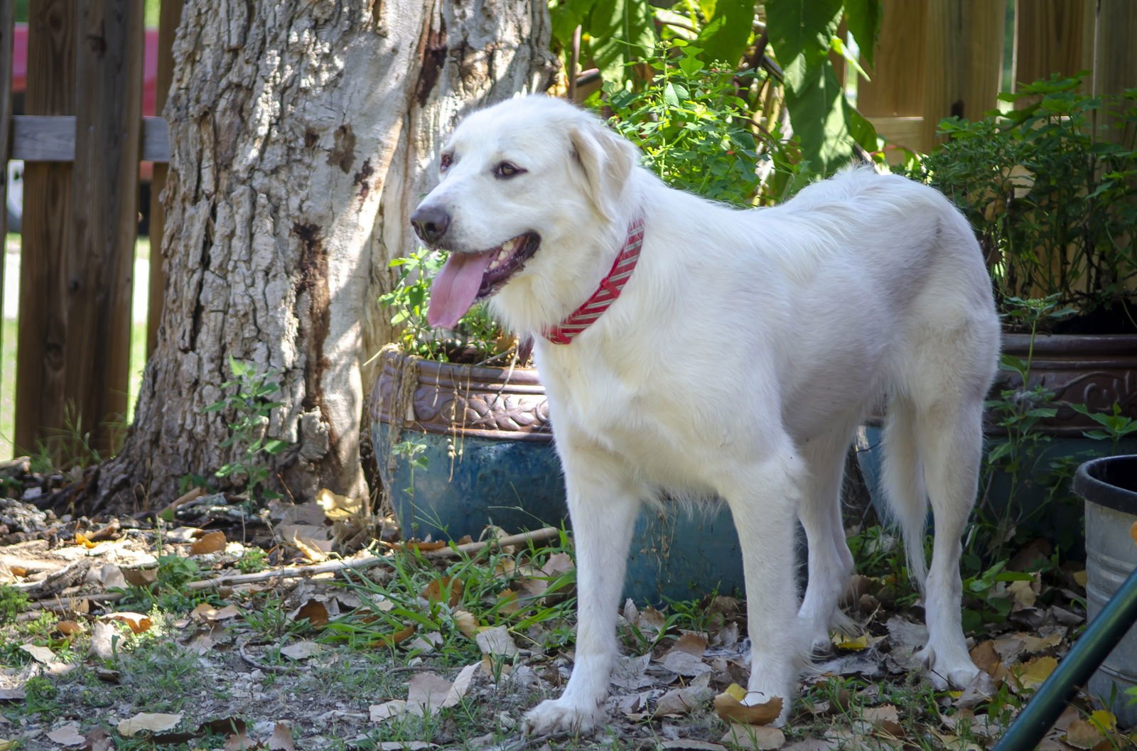 Candy Cane - Photo 6