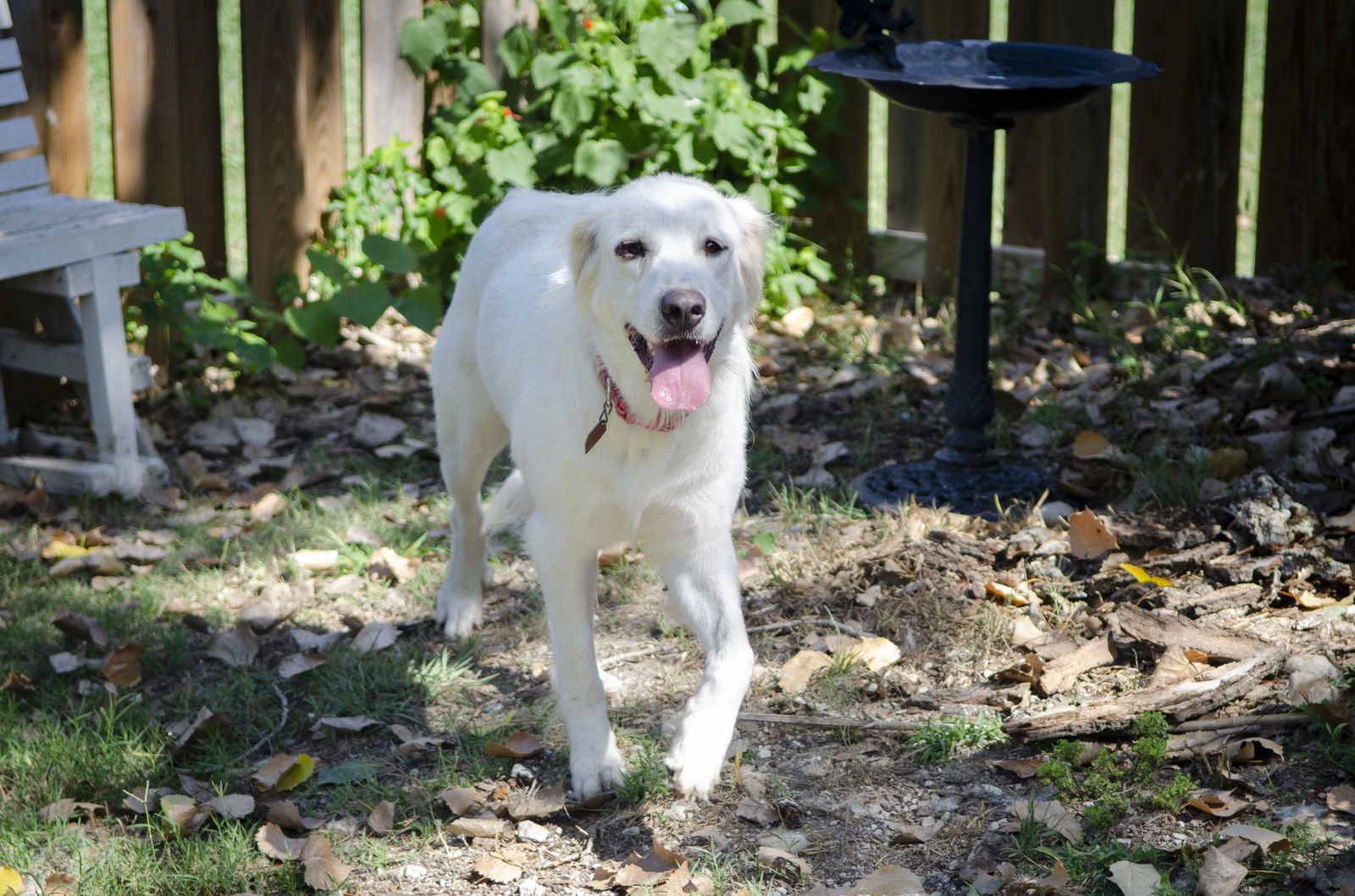 Candy Cane - Photo 7