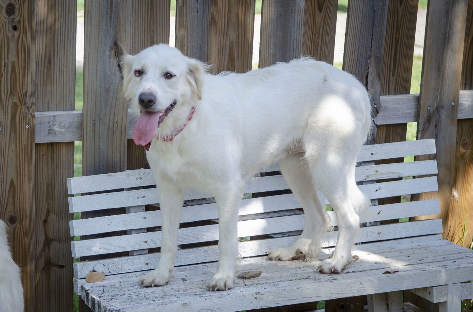 Candy Cane - Photo 8