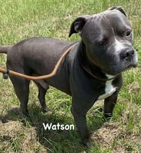 Watson - Photo 4
