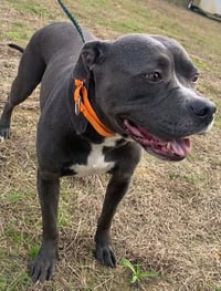 Watson - Photo 8