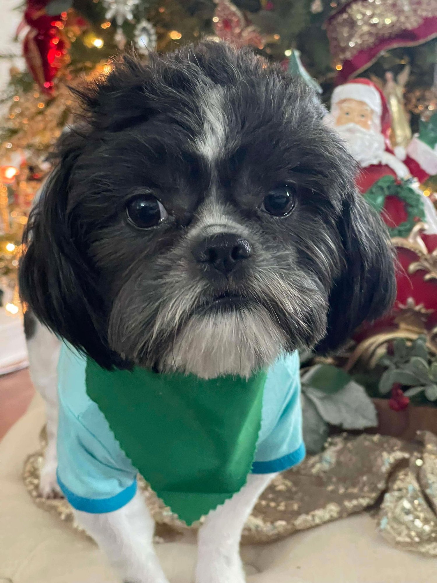 DASHER (DASH) - Unknown available for adoption