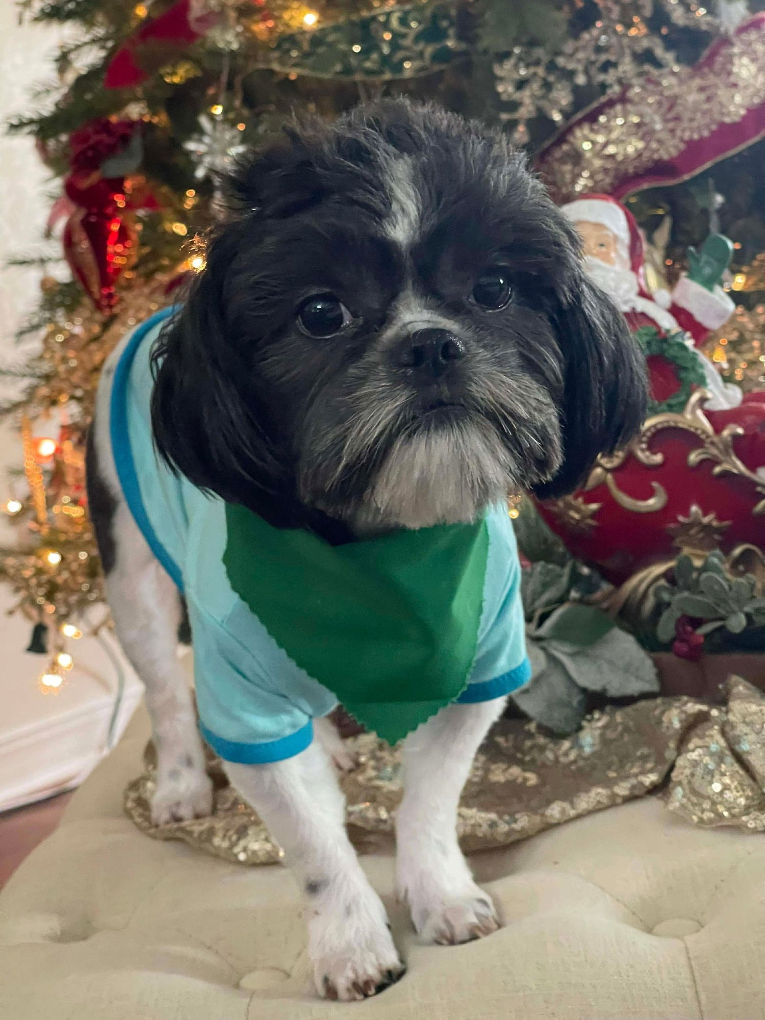 DASHER (DASH) - Unknown available for adoption