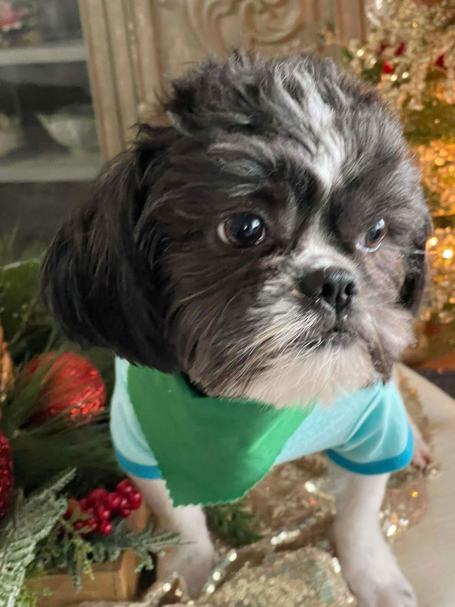 Dasher (Dash) - Photo 3