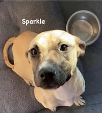 Sparkle - Photo 6