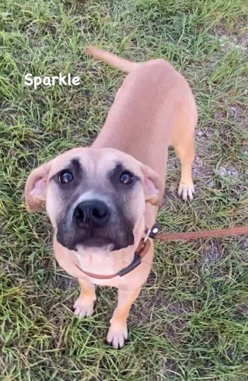 Sparkle Image