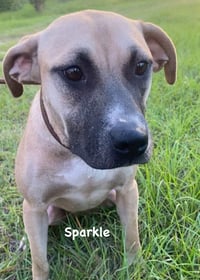 Sparkle - Photo 2