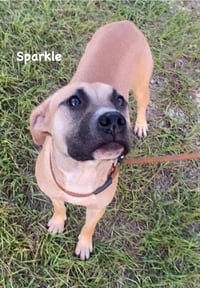 Sparkle - Photo 4