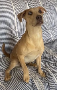 Phoebe - Photo 8