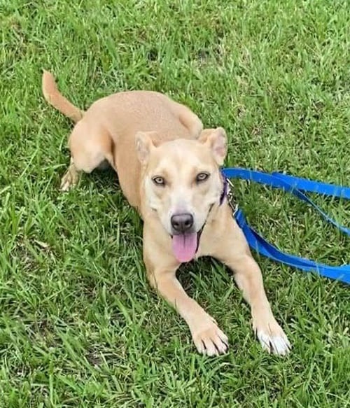 PHOEBE - Pit Bull Terrier / Labrador Retriever available for adoption