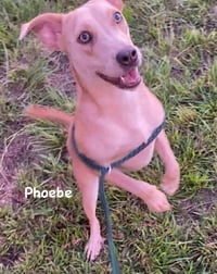 Phoebe - Photo 4