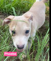 Phoebe - Photo 9