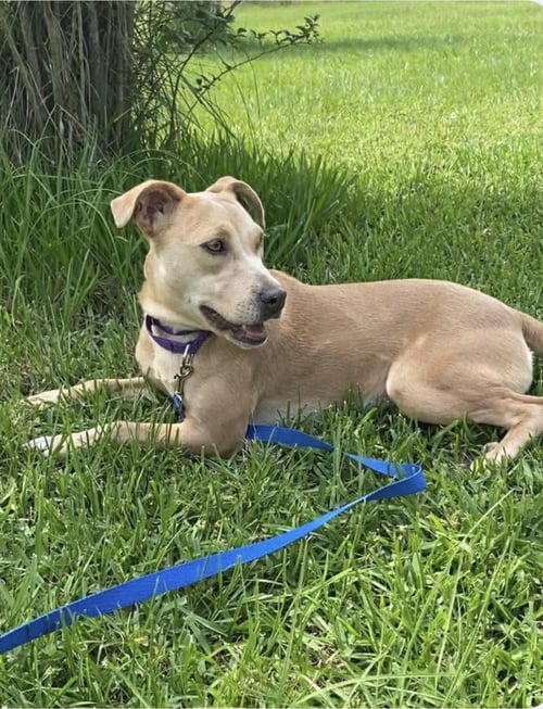 PHOEBE - Pit Bull Terrier / Labrador Retriever for adoption in Bridgeport
