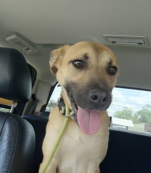 AVA - Black Mouth Cur for adoption in Bridgeport