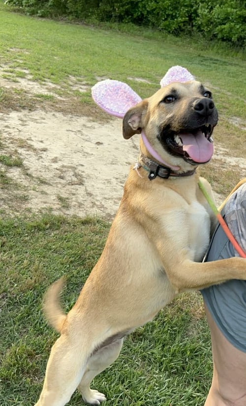 AVA - Black Mouth Cur available for adoption