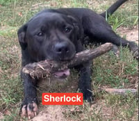 Sherlock - Photo 5
