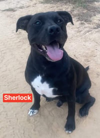 Sherlock - Photo 2