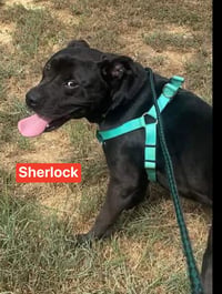 Sherlock - Photo 3