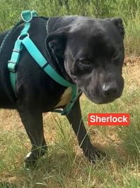 Sherlock - Photo 6