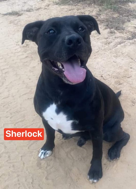 Sherlock Image