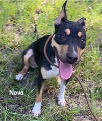 Nova - Photo 5