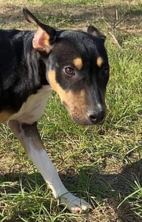 Nova - Photo 10