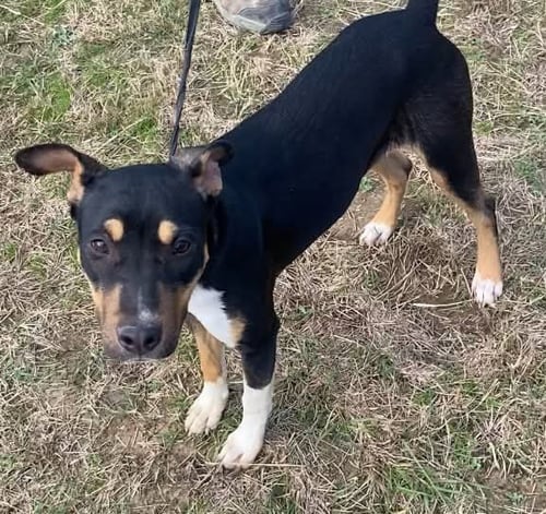 NOVA - Catahoula Leopard Dog / Mountain Cur available for adoption