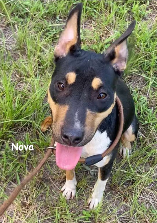 Nova Image