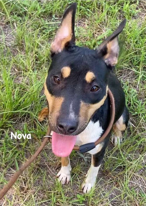 NOVA - Catahoula Leopard Dog / Mountain Cur for adoption in Bridgeport