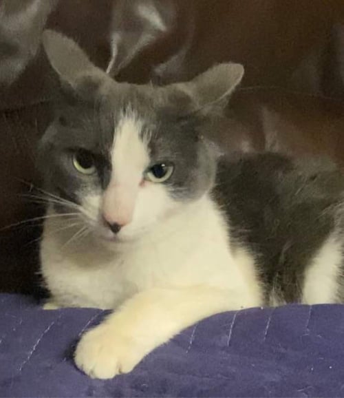 SASHA - Domestic Medium Hair for adoption in Bridgeport