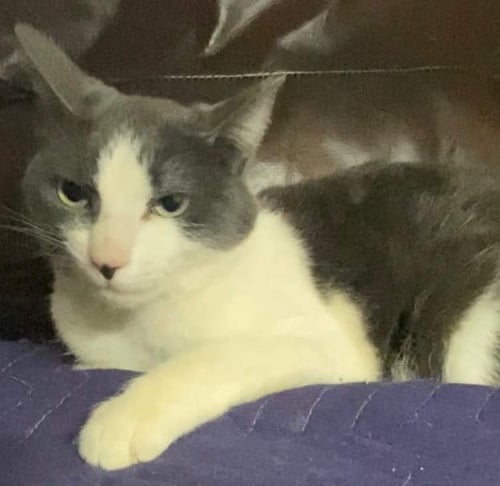 SASHA - Domestic Medium Hair available for adoption