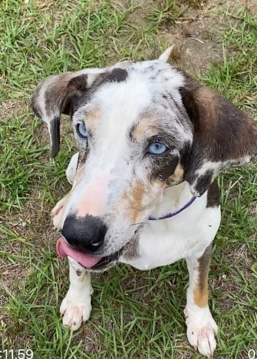DARLA - Unknown for adoption in Bridgeport