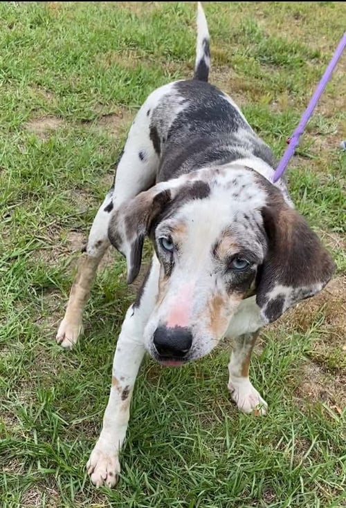 DARLA - Unknown available for adoption