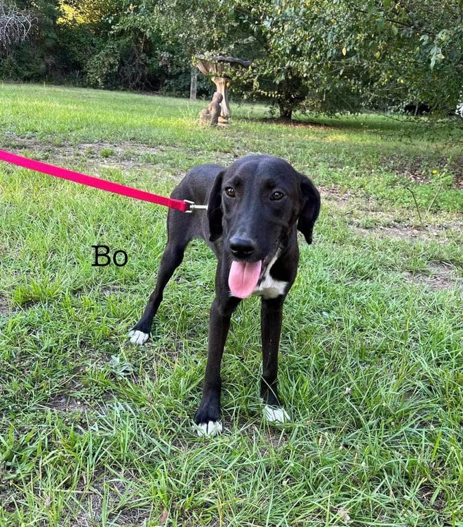 Bo Image