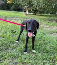 Bo - Photo 1