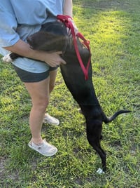 Bo - Photo 2