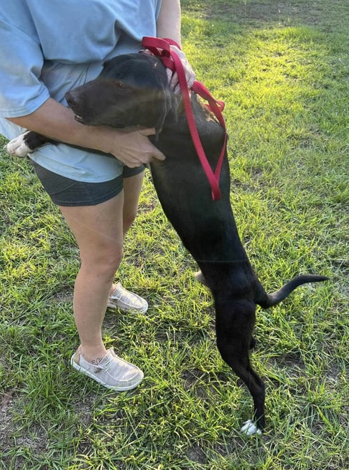 BO - Unknown available for adoption