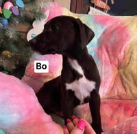 Bo - Photo 4
