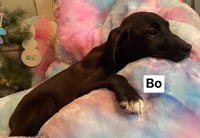 Bo - Photo 5