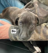 Bo - Photo 6